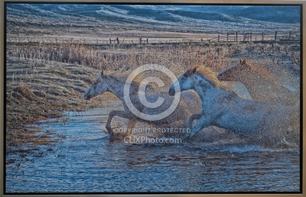 A Splashing We Will Go 23.5 x 36.5 Canvas Wrap Gold Frame LE to 40  850.00