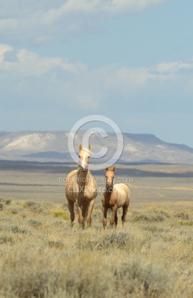Wild Horses of Wyoming Blue Sky Sage Ride