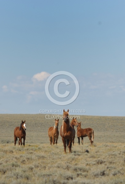 Wild Horses of Wyoming Blue Sky Sage Ride