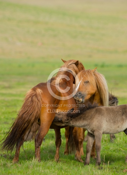 Mongolian Horse Family