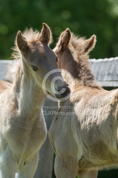 Rocky Mouintain Foals Bonnie View Farms