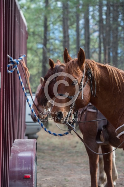 Horse Tied to Trailer