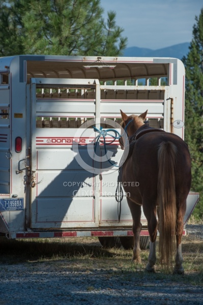 Bar W Ranch Horse Tied to Trailer