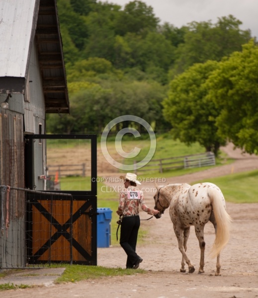 Appaloosa Leading Horse Around Show Grounds