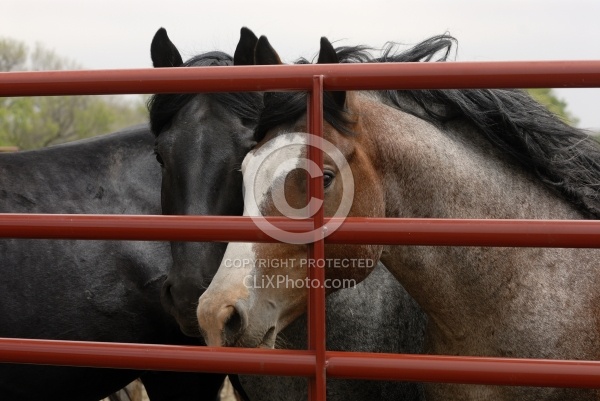 Nokota Horses Behind Gate