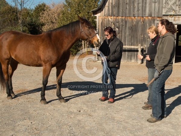 Vet and Farrier Consult