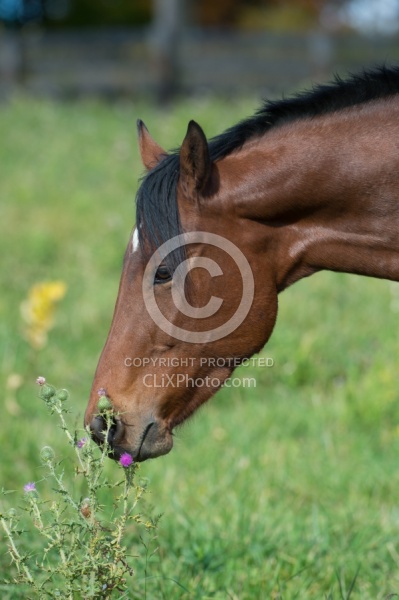 Horse Eating Thistle