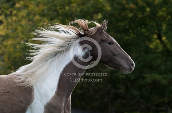 Spotted Saddle Horse Portrait Bonnie View Farms Long Mane