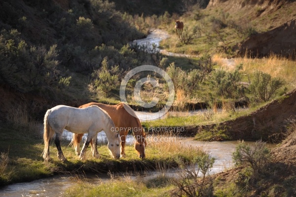 Grazing Horses by River Herd Grazing