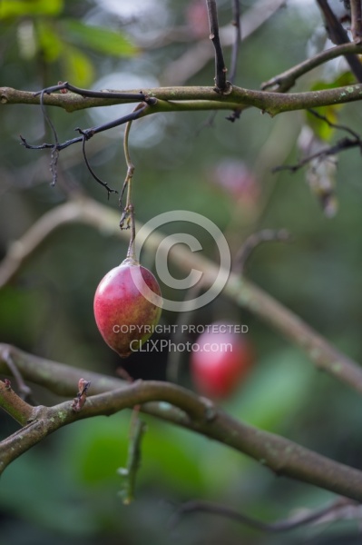 Tree Tomato in Hacienda Garden