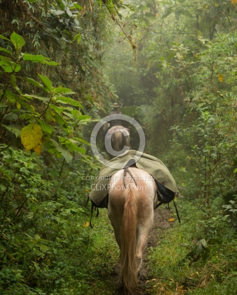 Chuggo as Pack Horse in the Cloud Forest in Bomboli, Ecuador