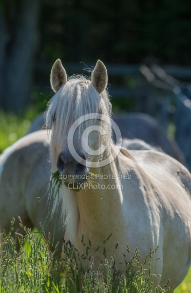 Rocky Mountain Horse Portrait, Bonnie View Farms