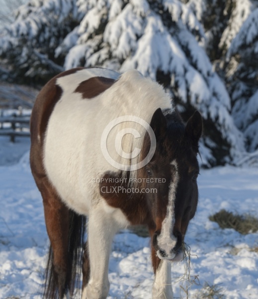 Eating Hay in Winter Winter Portrait