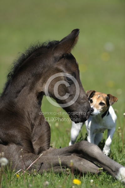 Mare and Foal Barn Dogs