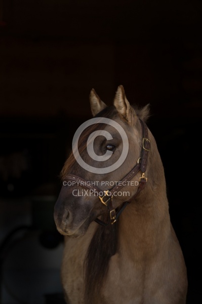 Kiger Mustang Portrait
