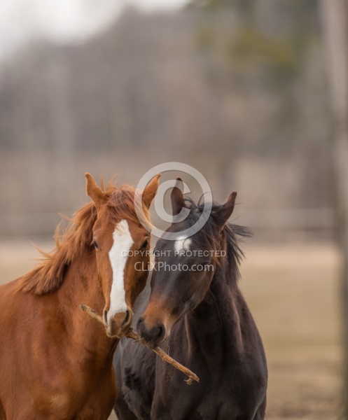 Yearlings Playing