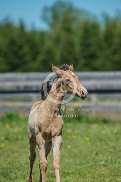 Rocky Mountain Foal Portrait