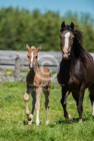 Rocky Mountain Mare and Foal