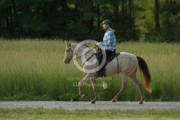 Tennessee Walker Under Saddle