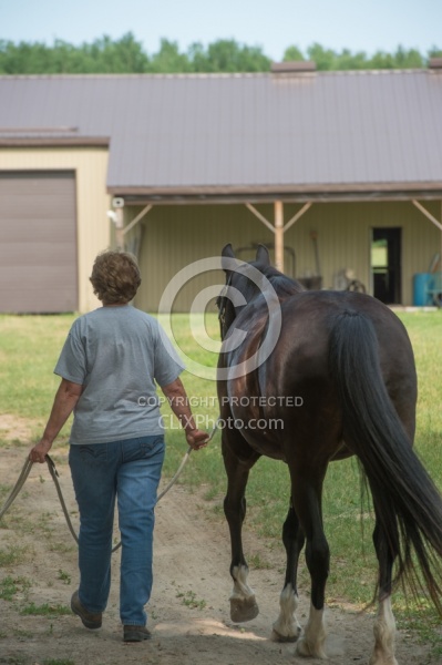 Home Horse Keeping