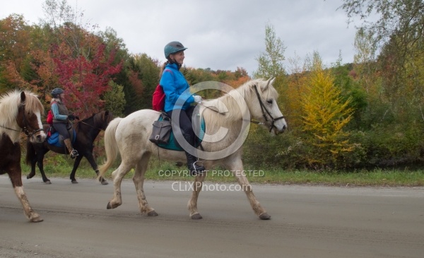 Fall colors  with The Vermont Icelandic Horse Farm