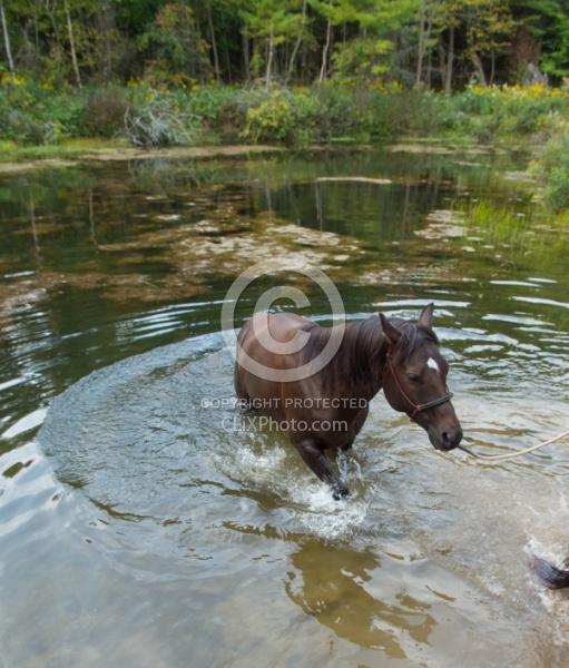 Ponying a Horse to Water