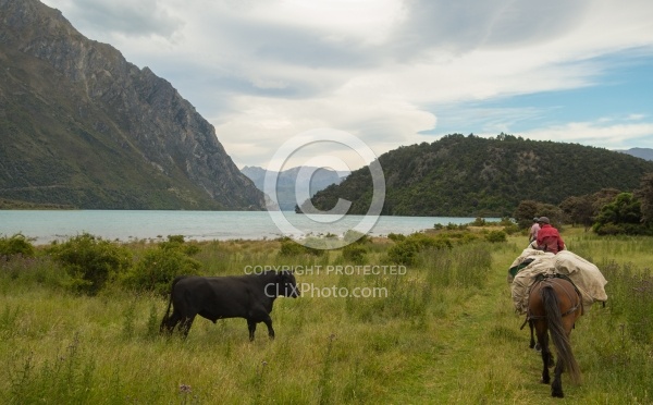 A Bull Decides to Join us on the Ride Out of Dingleburn Station on the Land of the Long White Cloud Ride with Wild Womens Expeditions and Adventure Horse Trekking New Zealand