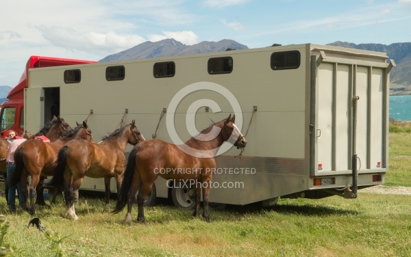 Horses at The Trailer After Riding Out of Dingleburn Station on the Land of the Long White Cloud Ride with Wild Womens Expeditions and Adventure Horse Trekking New Zealand