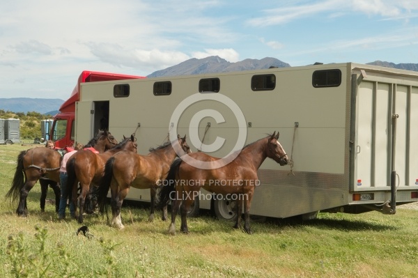 Horses at The Trailer after Ridiong Out of Dingleburn StationDingleburn Station on the Land of the Long White Cloud Ride with Wild Womens Expeditions and Adventure Horse Trekking New Zealand