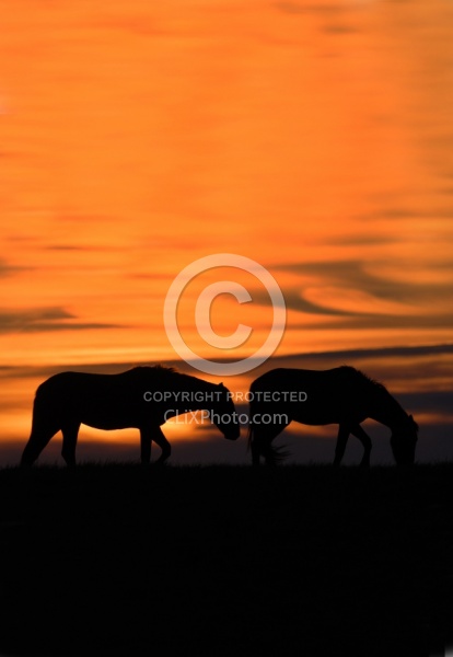 Ghila Horses at Sunset
