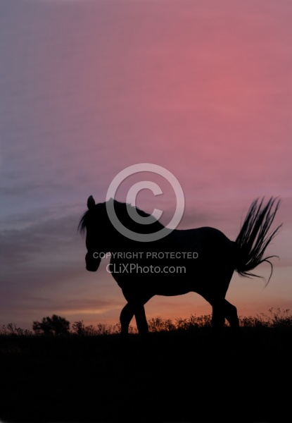 Nokota Horse at Sunset 