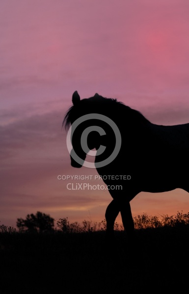 Nokota Horse Sunset Silhouette
