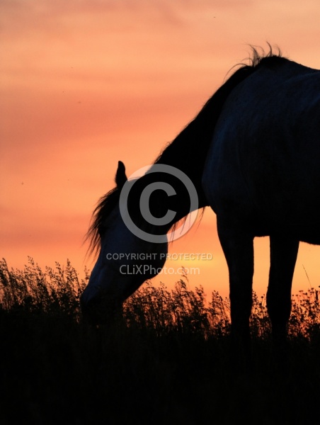 Nokota Horse Sunset Silhouette