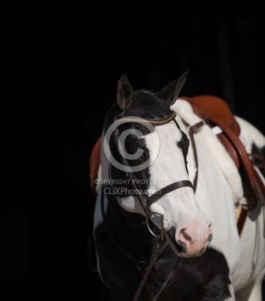 American Paint Horse Portrait