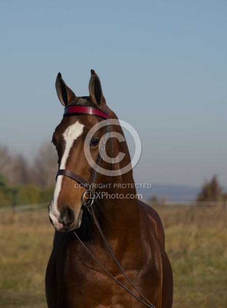 American Saddlebred Portrait