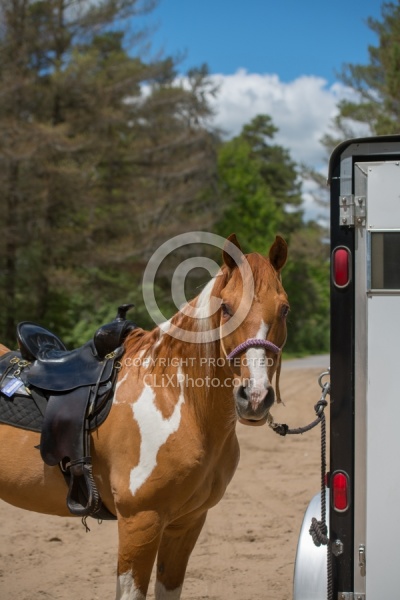 Horse at Trailer
