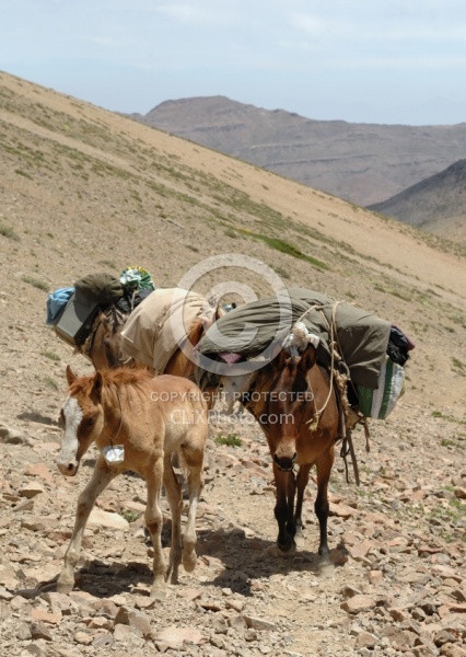 Criollo Foal follows the Andes Ride