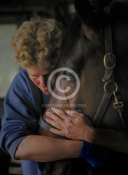 Horse and Human Bond