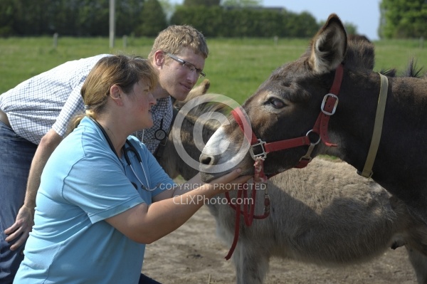 Vet Treating Donkey