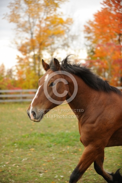 Welsh Cob Free Running in Fall