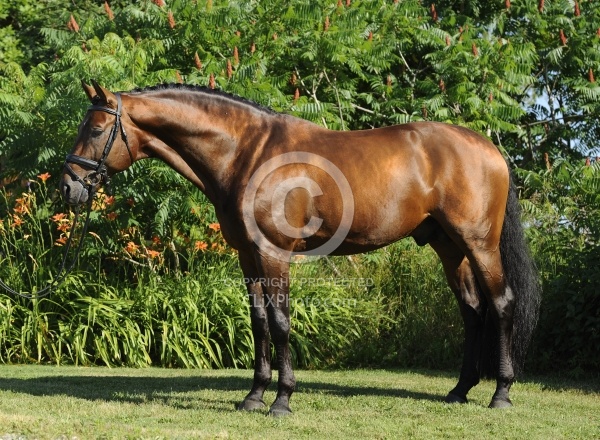 Oldenburg Stallion Sandros Heir owned by Pangaea Farms