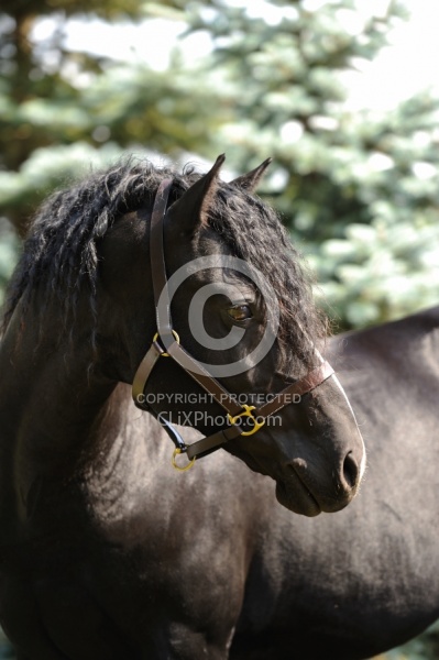 Curly Horse Stallion Portrait