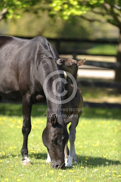 Hanoverian Mare and Foal