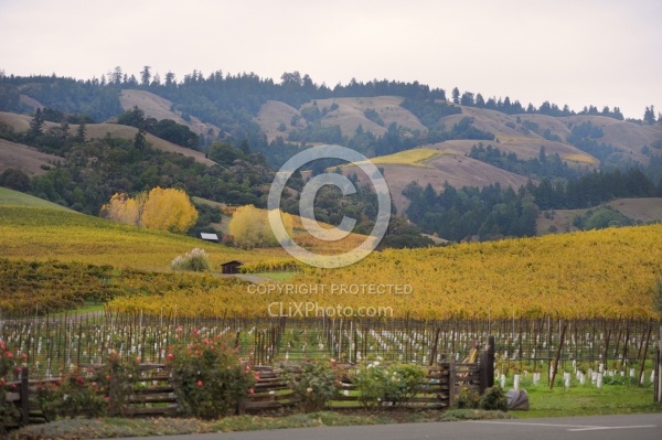 Vineyard in Anderson Valley, CA