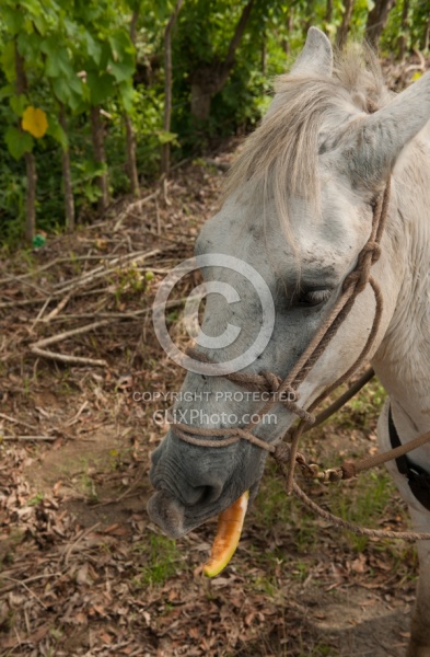 Alis Horse eating Cantaloupe on the Trail