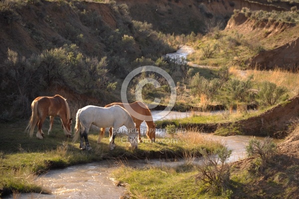 Grazing Horses by River 