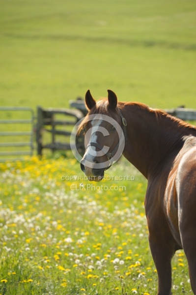 Welsh Pony on Pasture
