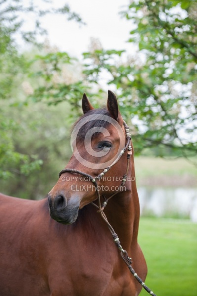 Peruvian Horse Portrait Beaconhurst Stables