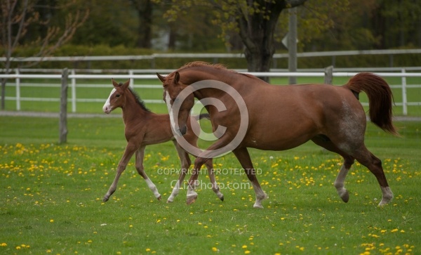 Mare and Foal Mare and Foal Free Running