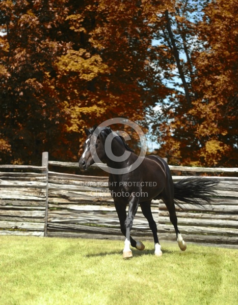Harvard - Oldenburg Stallion Pangea farms